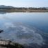 Peixes con tres ollos no LIC Rede Natura 2000 da Ramallosa