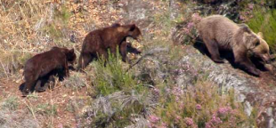 A Fundación Oso Pardo recorda que en marzo os animais saen das oseiras e multiplícanse os indicios da súa presenza